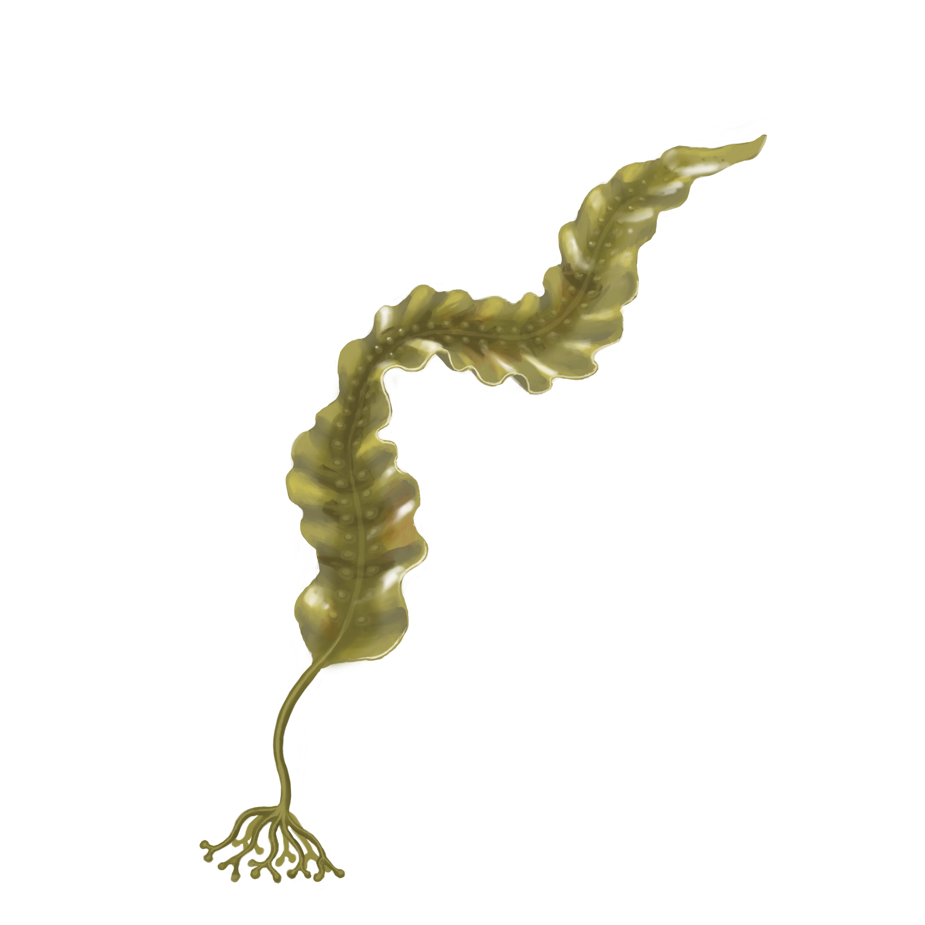 Colour illustration of a sugar kelp.