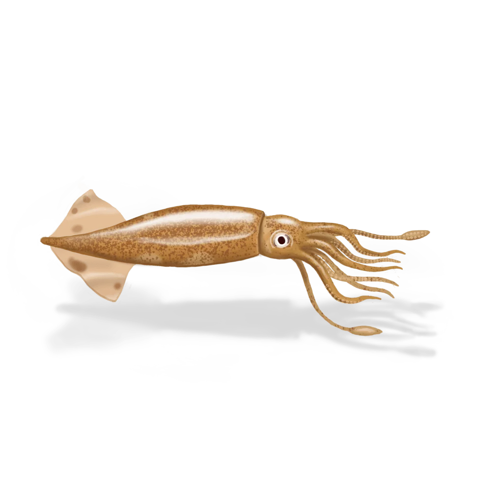 Colour illustration of a Northern shortfin squid.