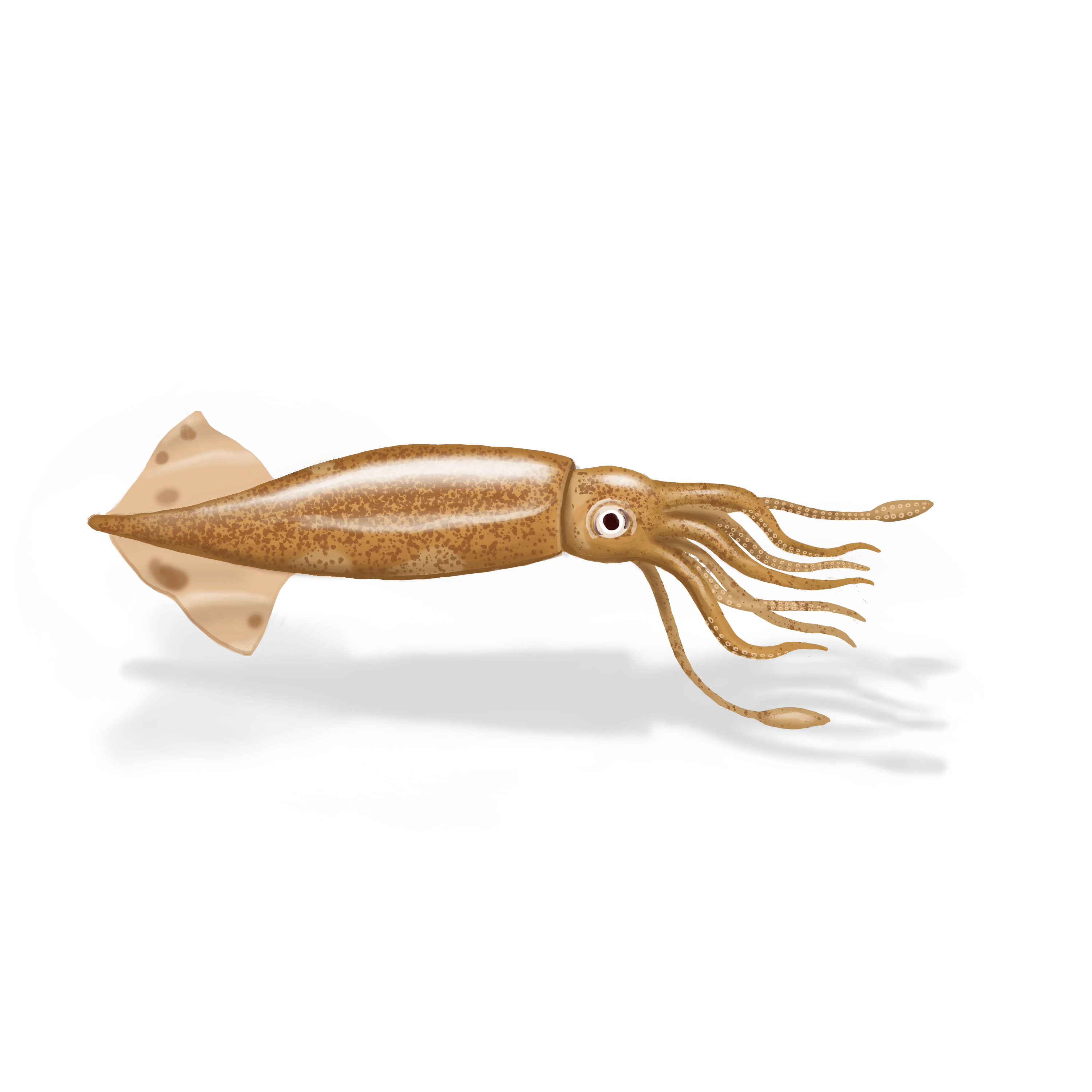 Colour illustration of a Northern shortfin squid.