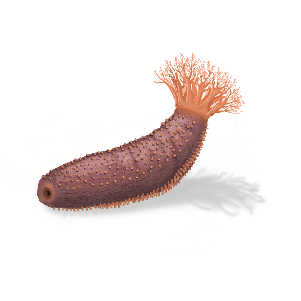 Colour illustration of an orange-footed sea cucumber.