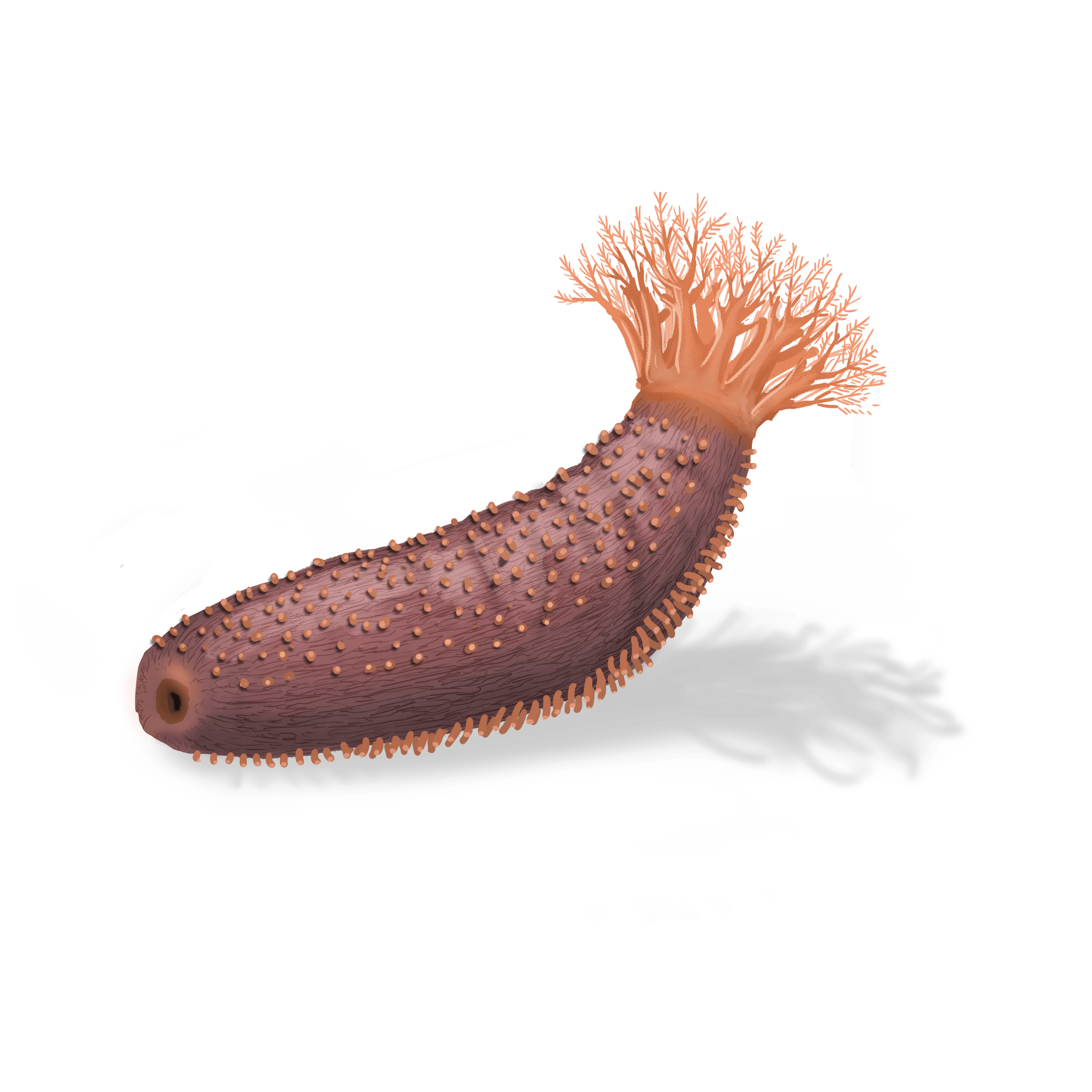 Illustration couleur d'un concombre de mer.