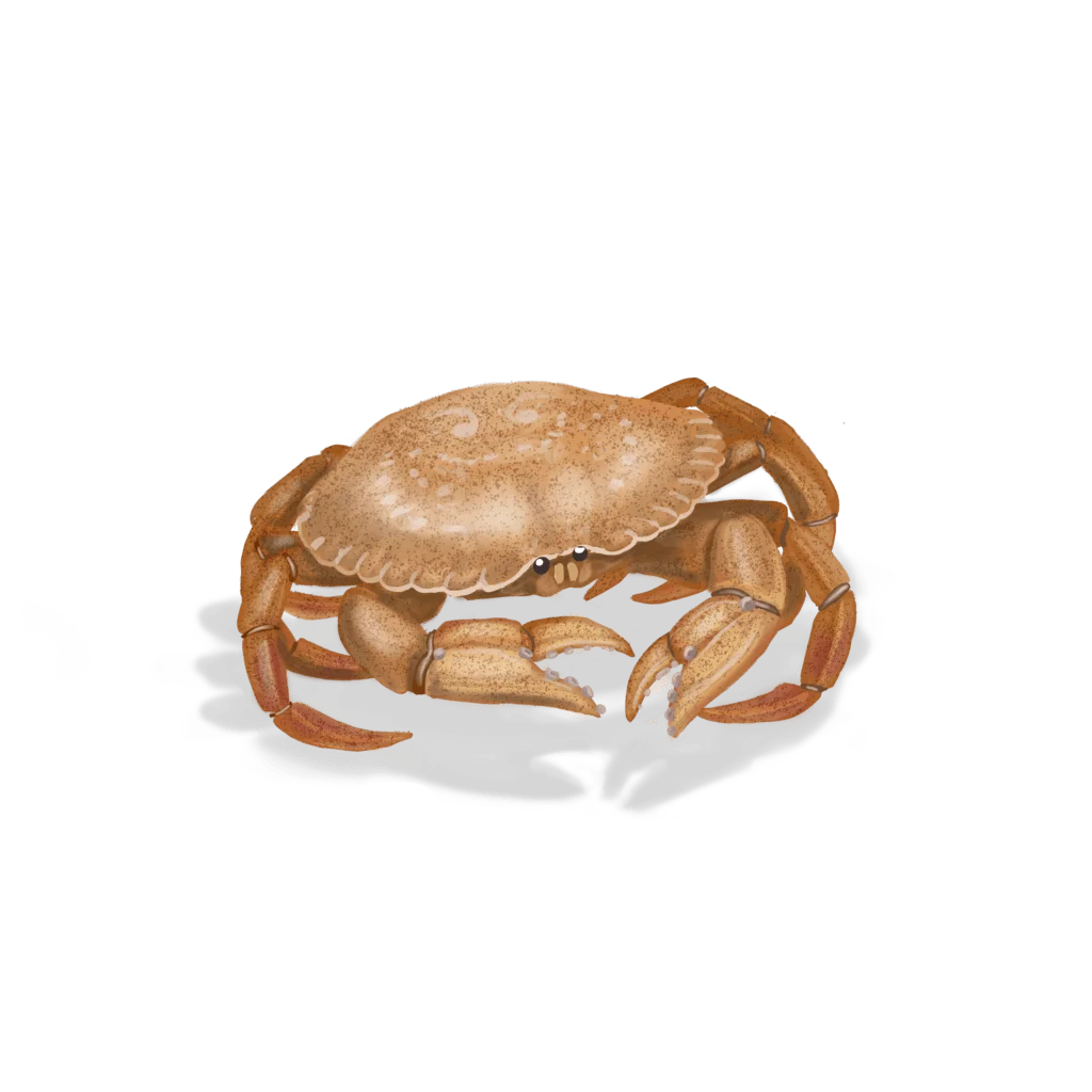 Colour illustration of a rock crab.