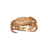 Illustration couleur d'un crabe commun.