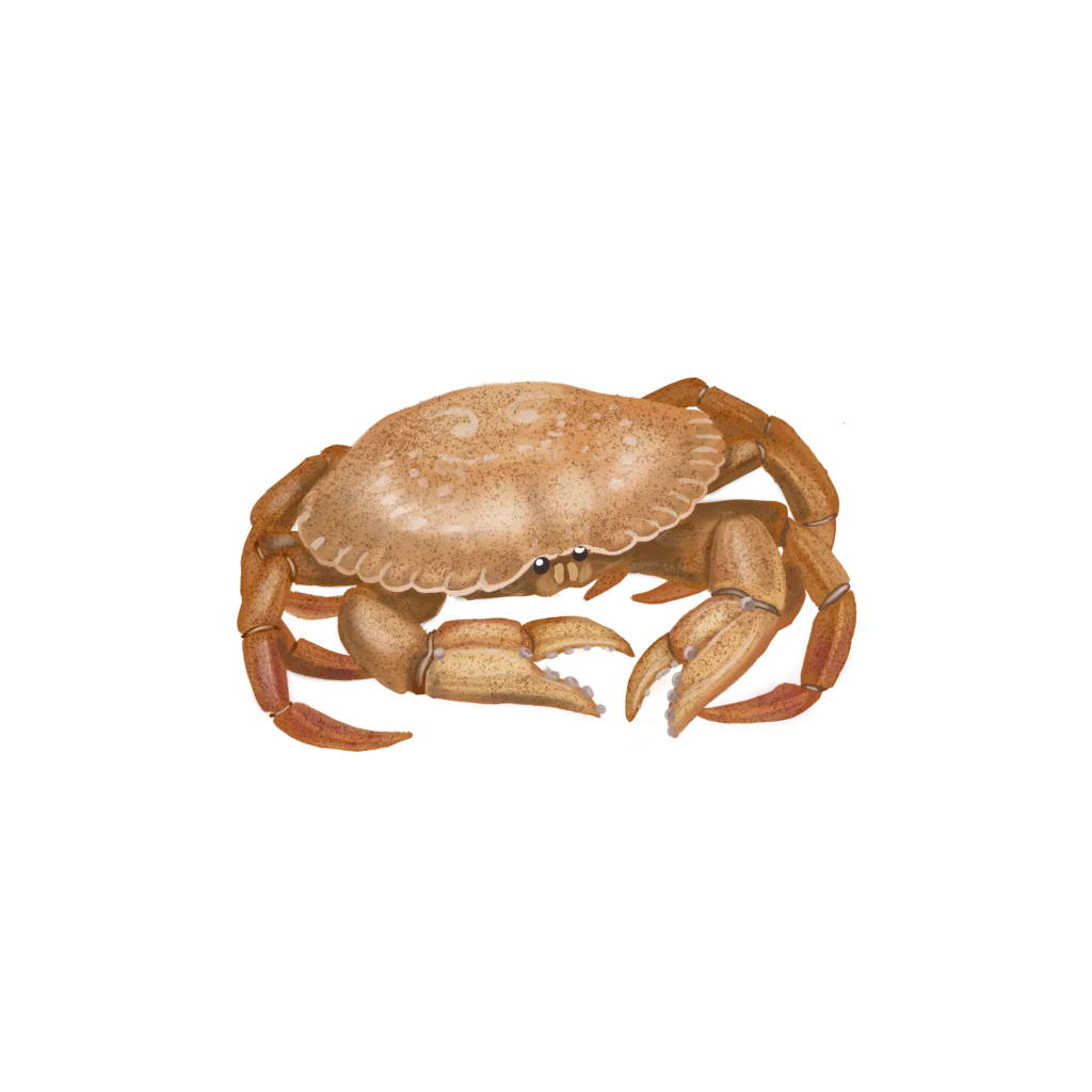 Colour illustration of a rock crab.