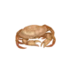 Colour illustration of a rock crab.