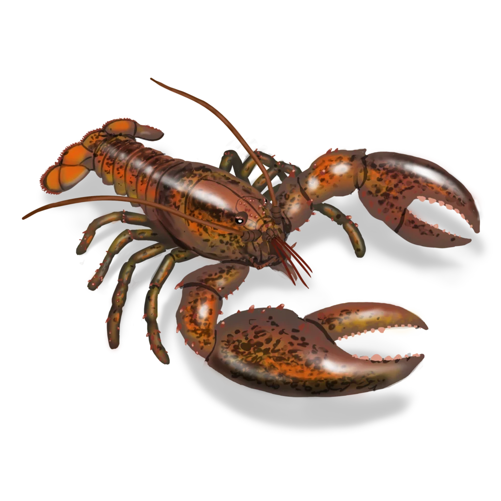 Colour illustration of a lobster.