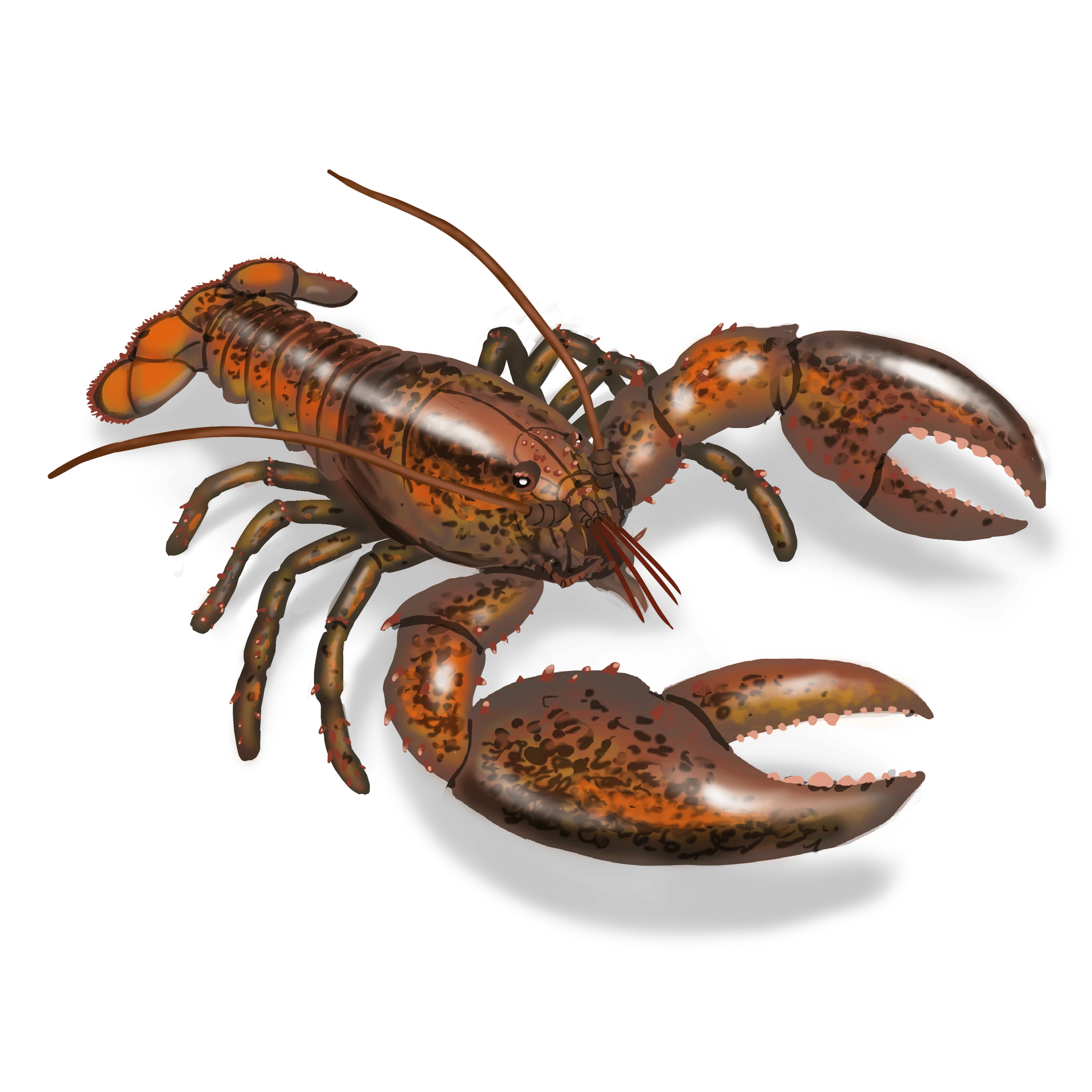 Illustration couleur d'un homard américain.