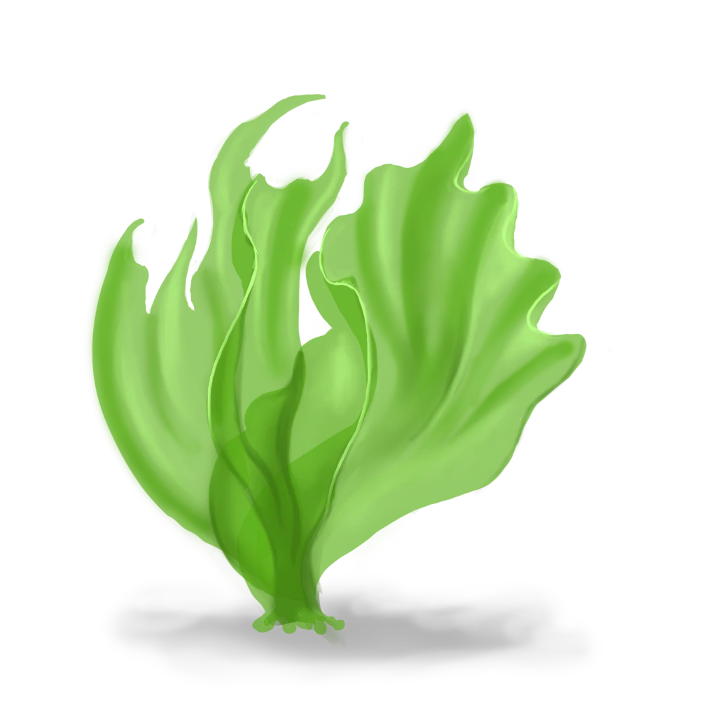 Colour illustration of a sea lettuce.