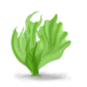 Colour illustration of a sea lettuce.