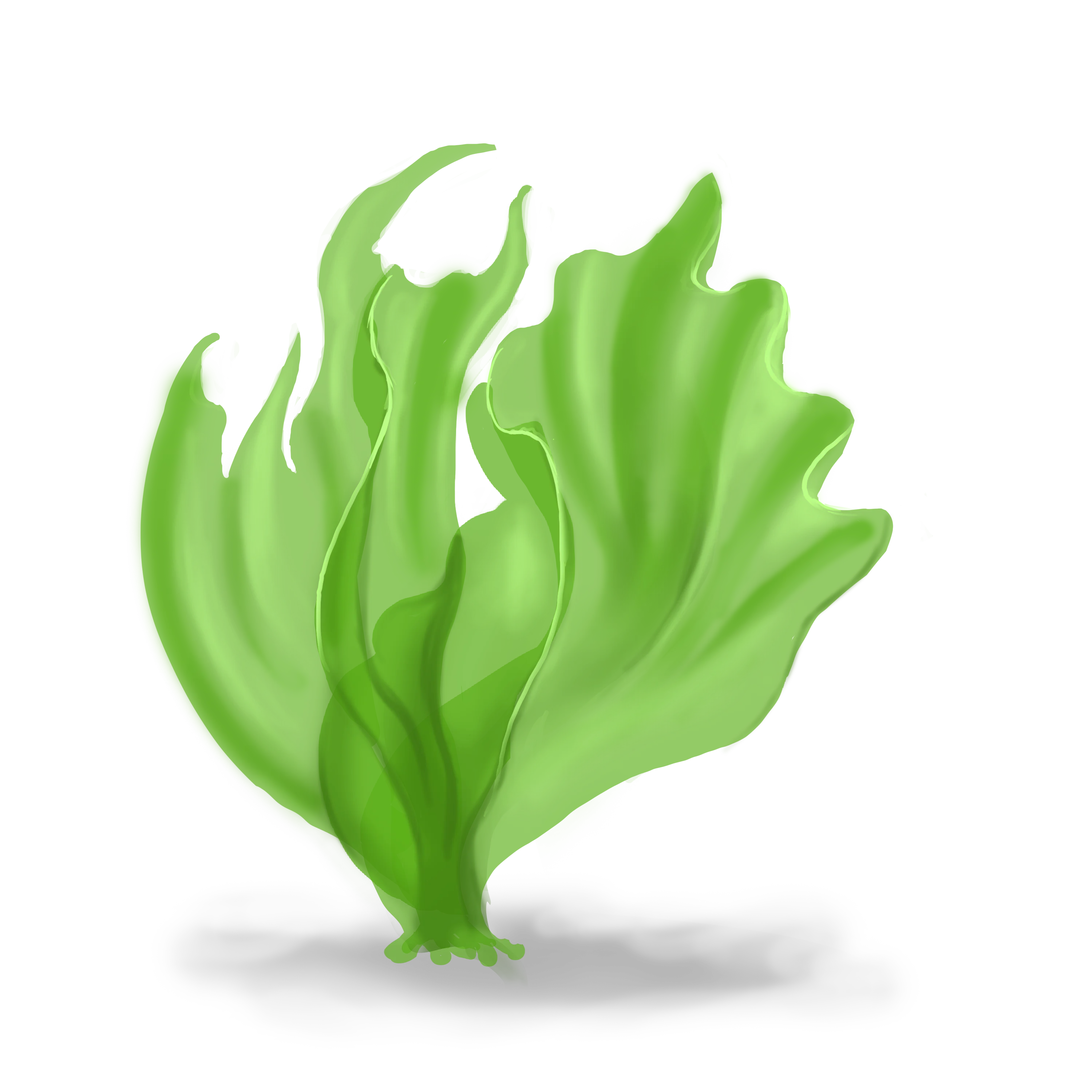 Illustration couleur d'une laitue de mer.