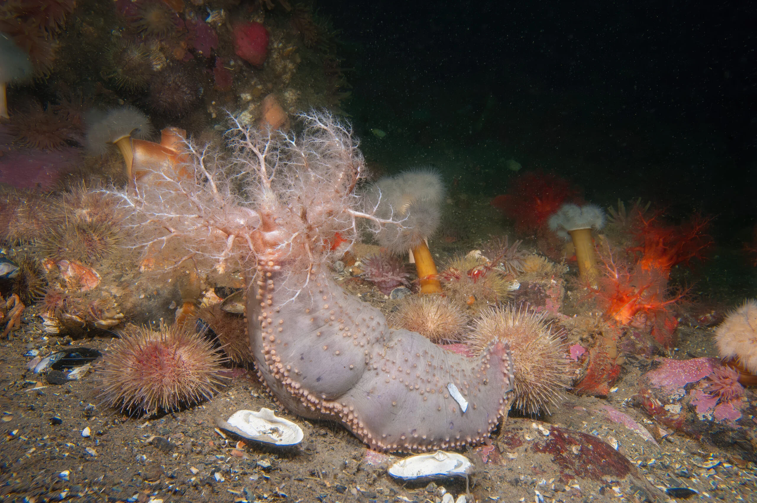 Photographie d'un concombre de mer posé sur un fond sablonneux et entouré d'anémones et d'oursins.