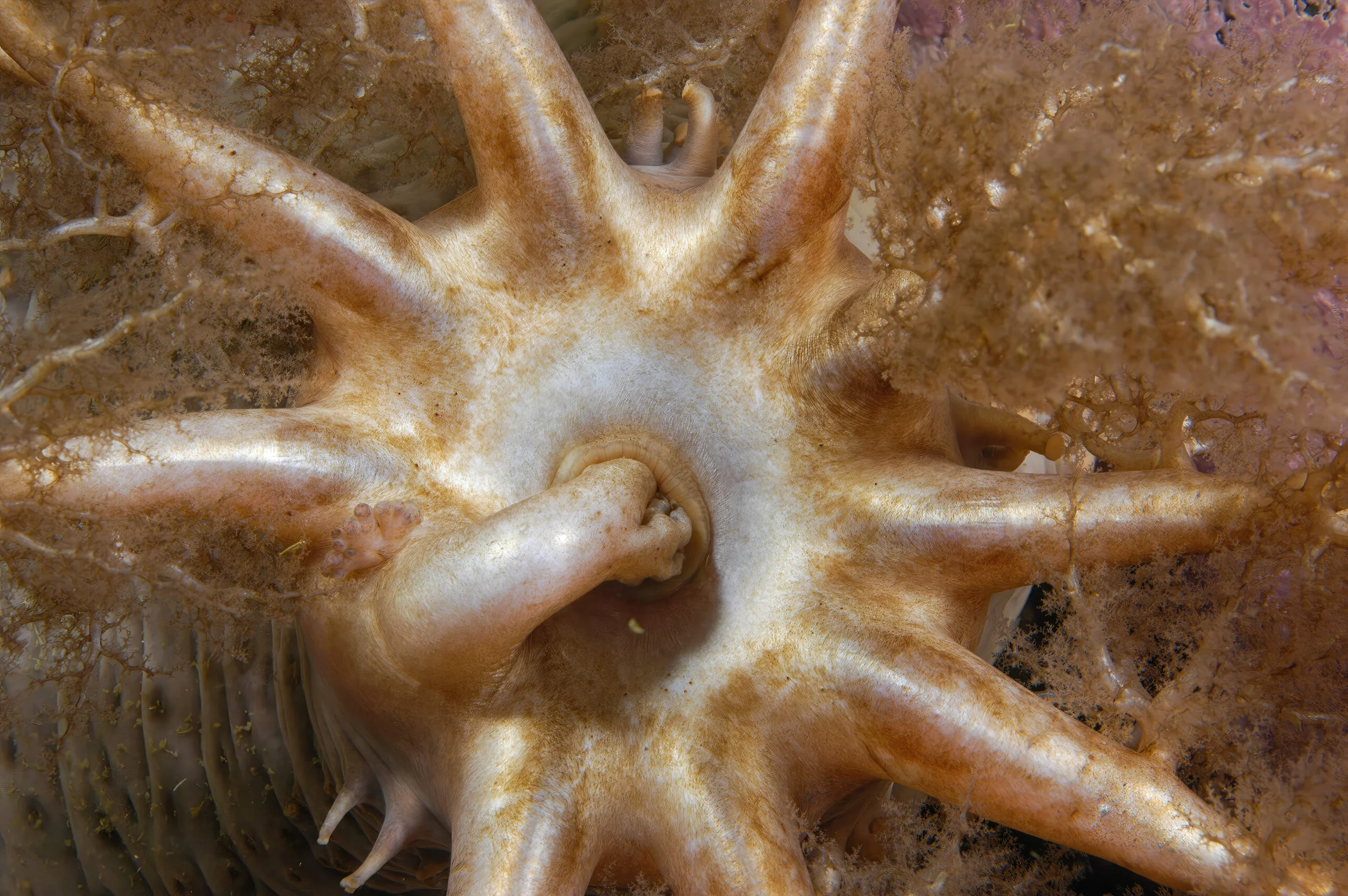 Photographie rapprochée de la bouche d'un concombre de mer. Un de ses tentacules est rentré.