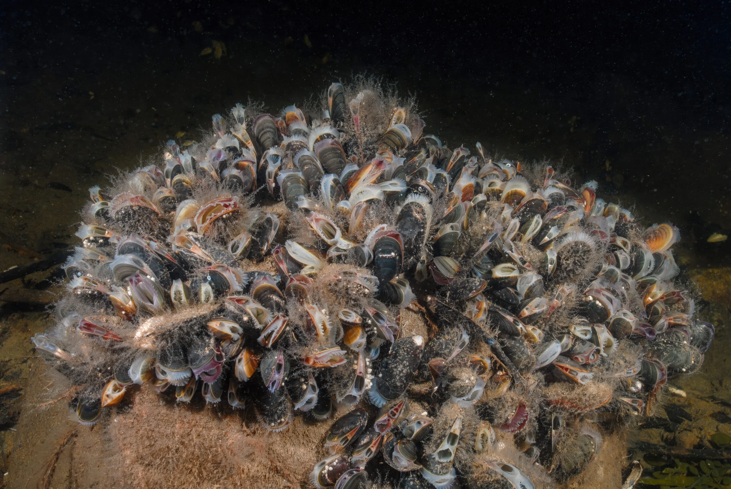 Photograph of a cluster of blue mussels on a rock.