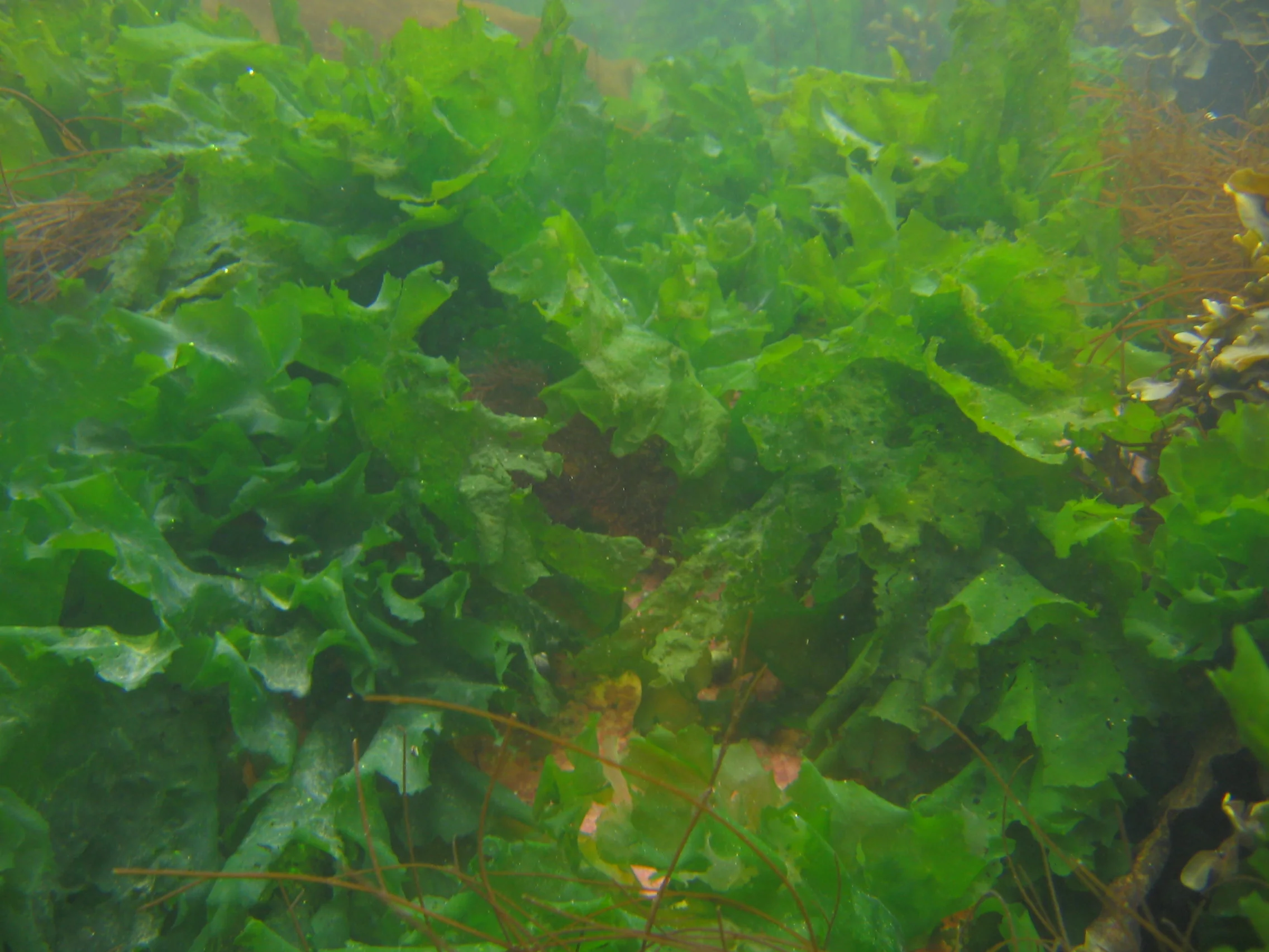 Photographie sous marine de laitues de mer.