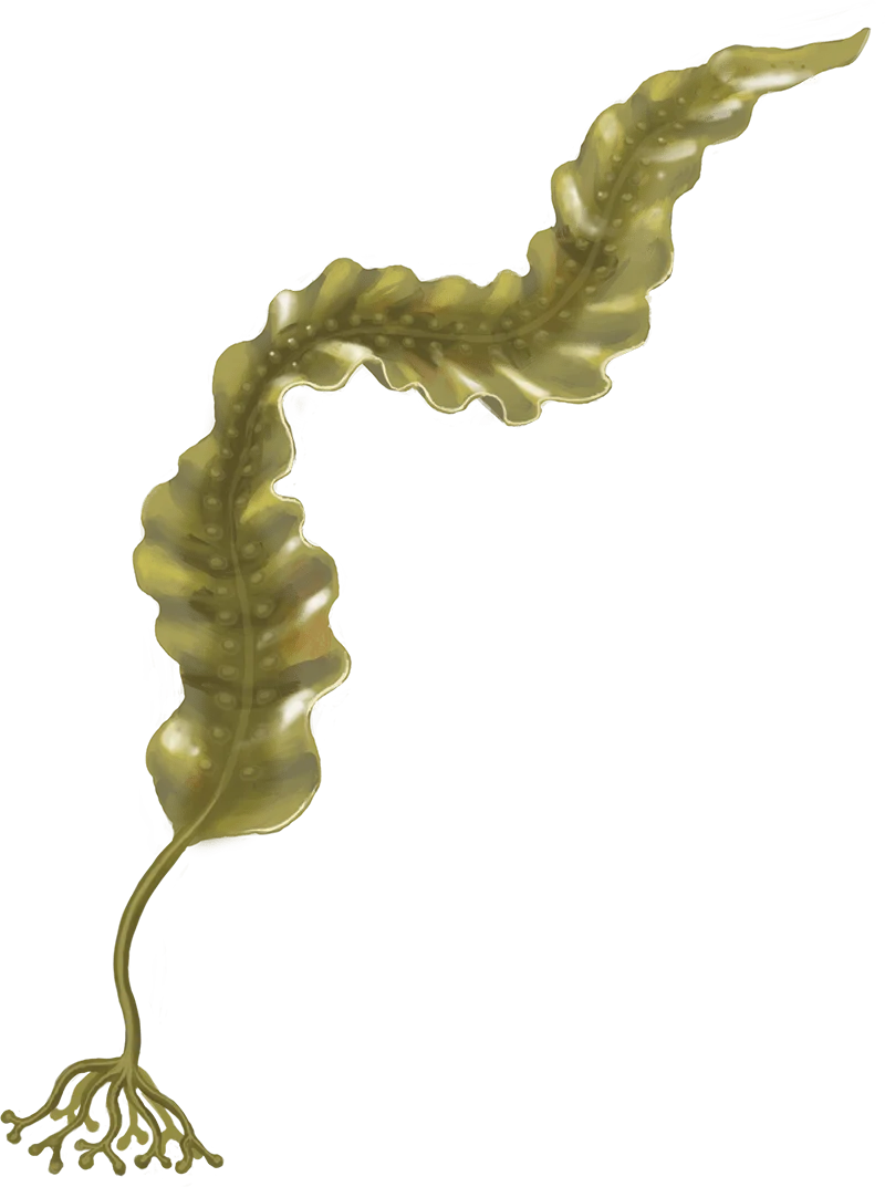 Colour illustration of a sugar kelp.