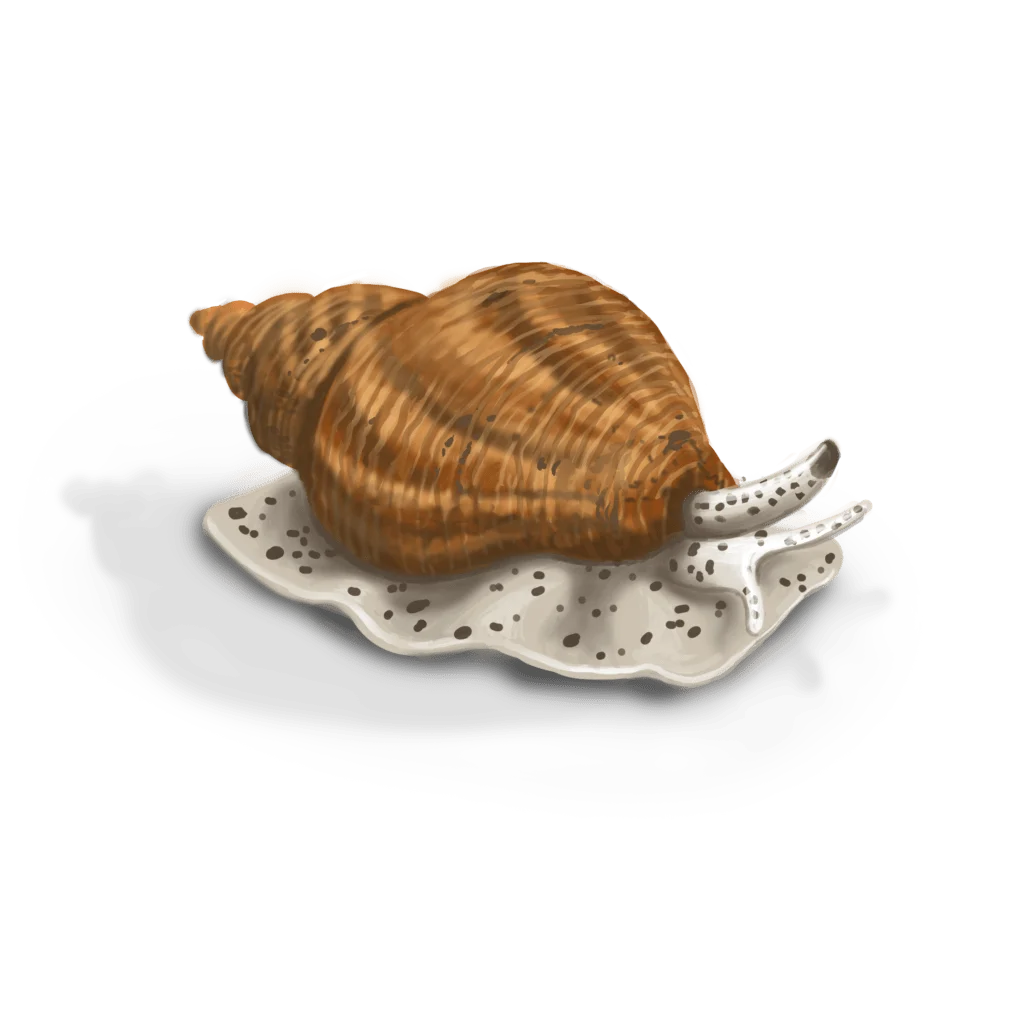 Colour illustration of a common whelk.