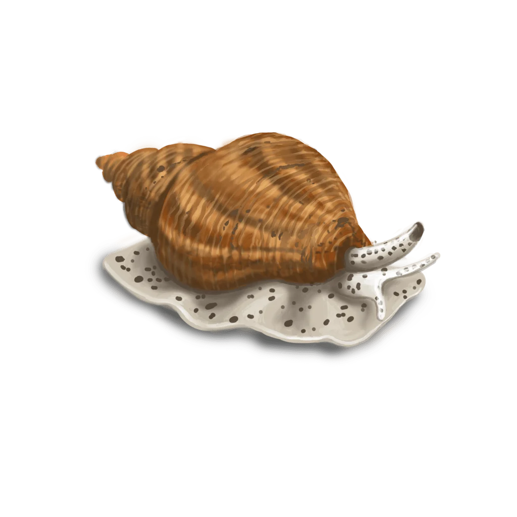 Colour illustration of a common whelk.