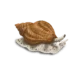 Colour illustration of a common whelk.