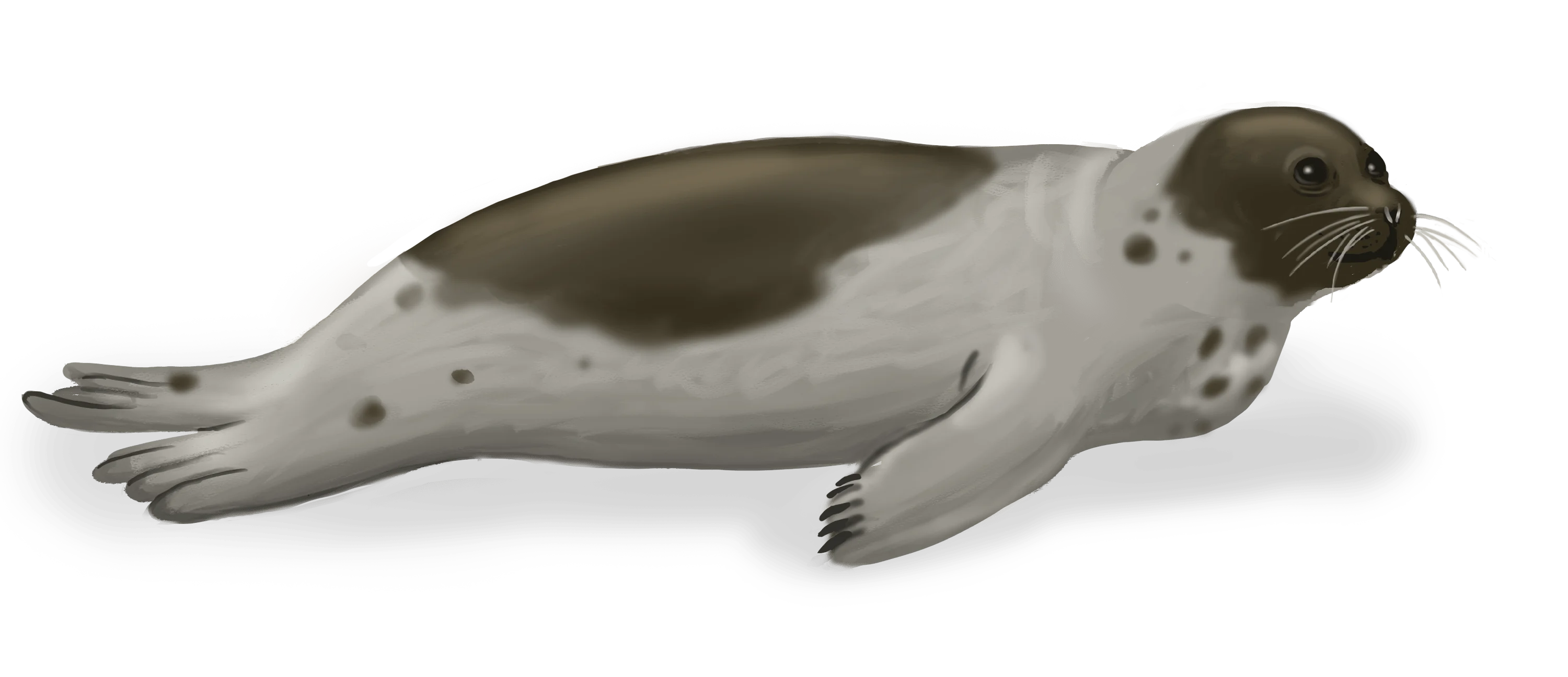 Colour illustration of a harp seal.