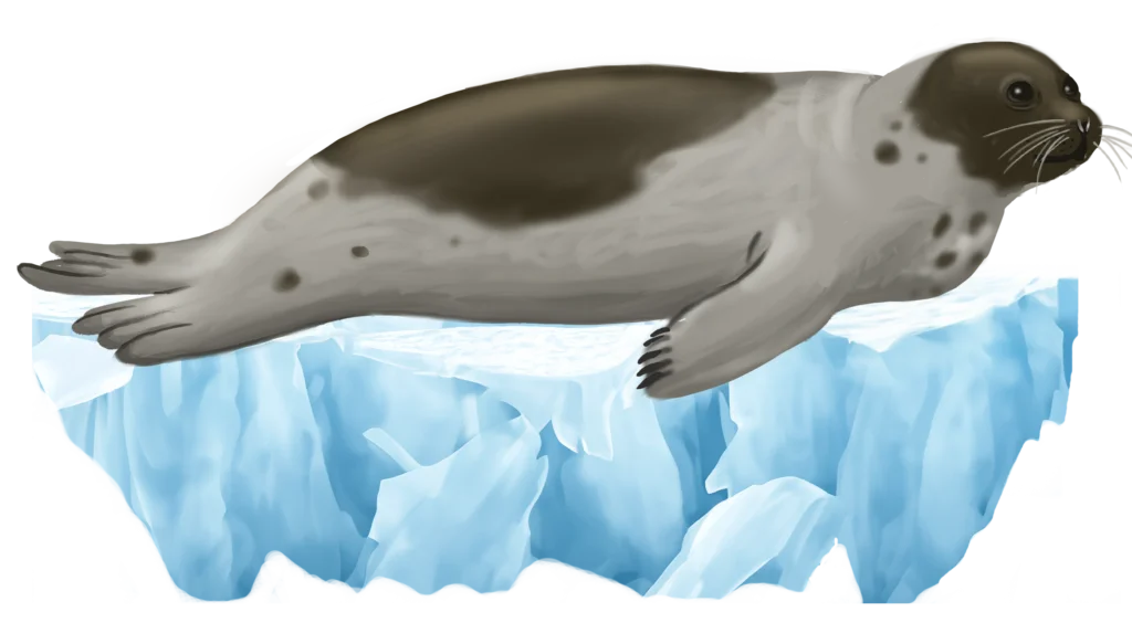 Colour illustration of a harp seal on pack ice.