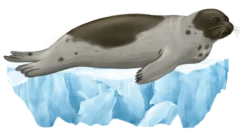 Colour illustration of a harp seal on pack ice.