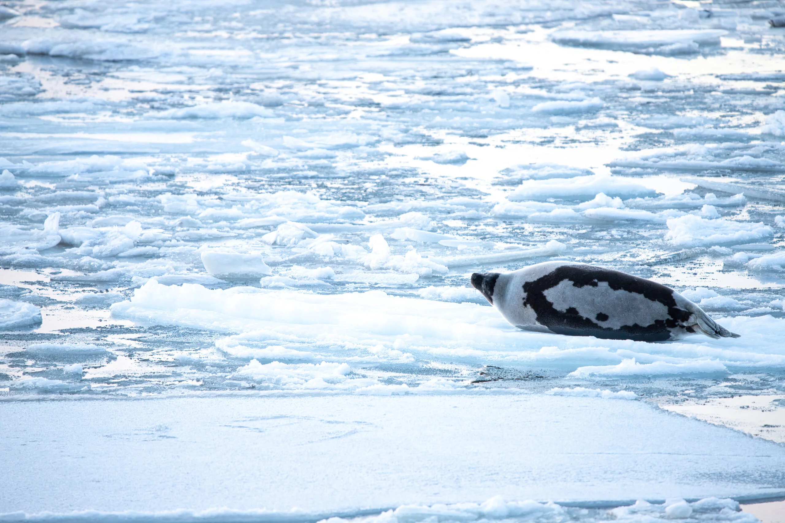 Photograph of a harp seal on a pack of ice.