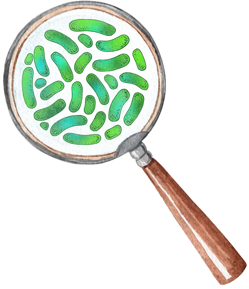 Illustration of microorganism under a magnifying glass.