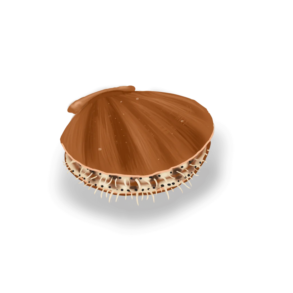 Colour illustration of a deep-sea scallop.