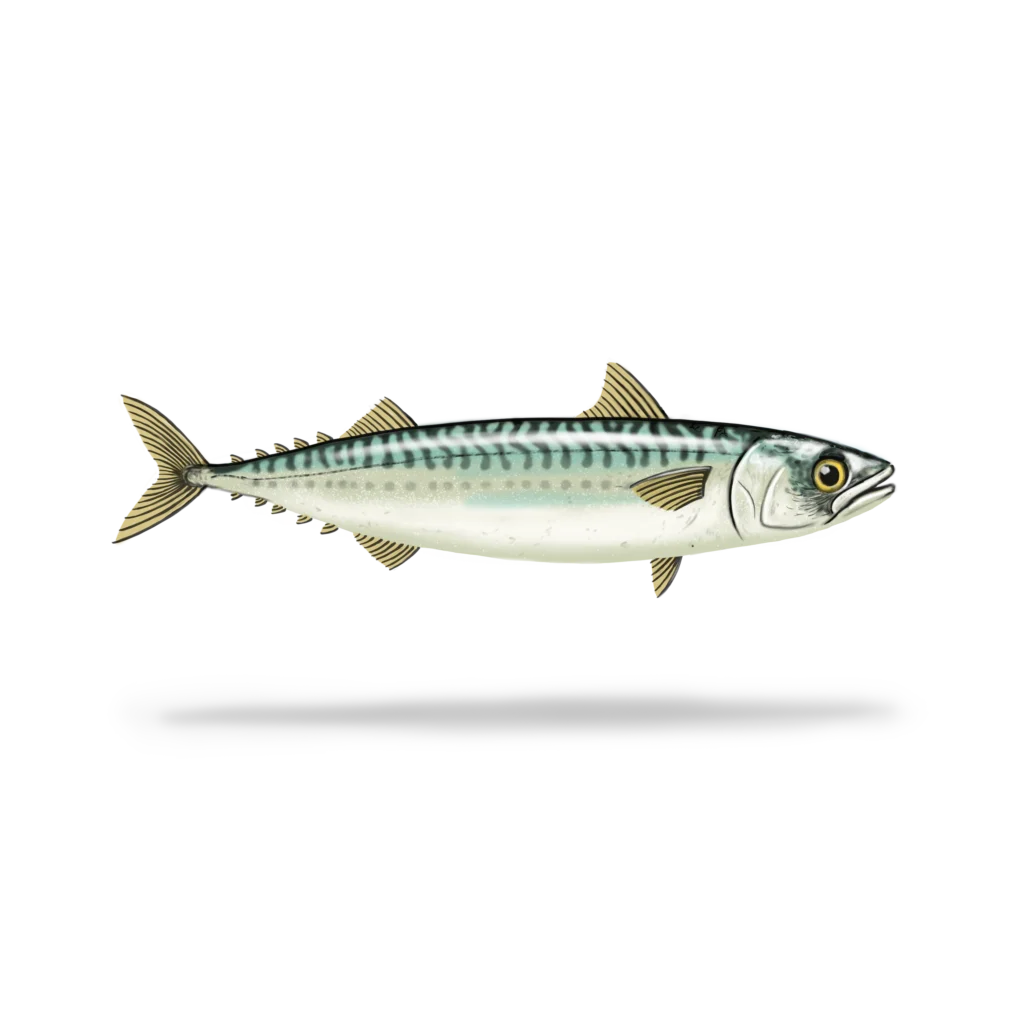 Colour illustration of an Atlantic mackerel.