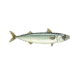 Colour illustration of an Atlantic mackerel.