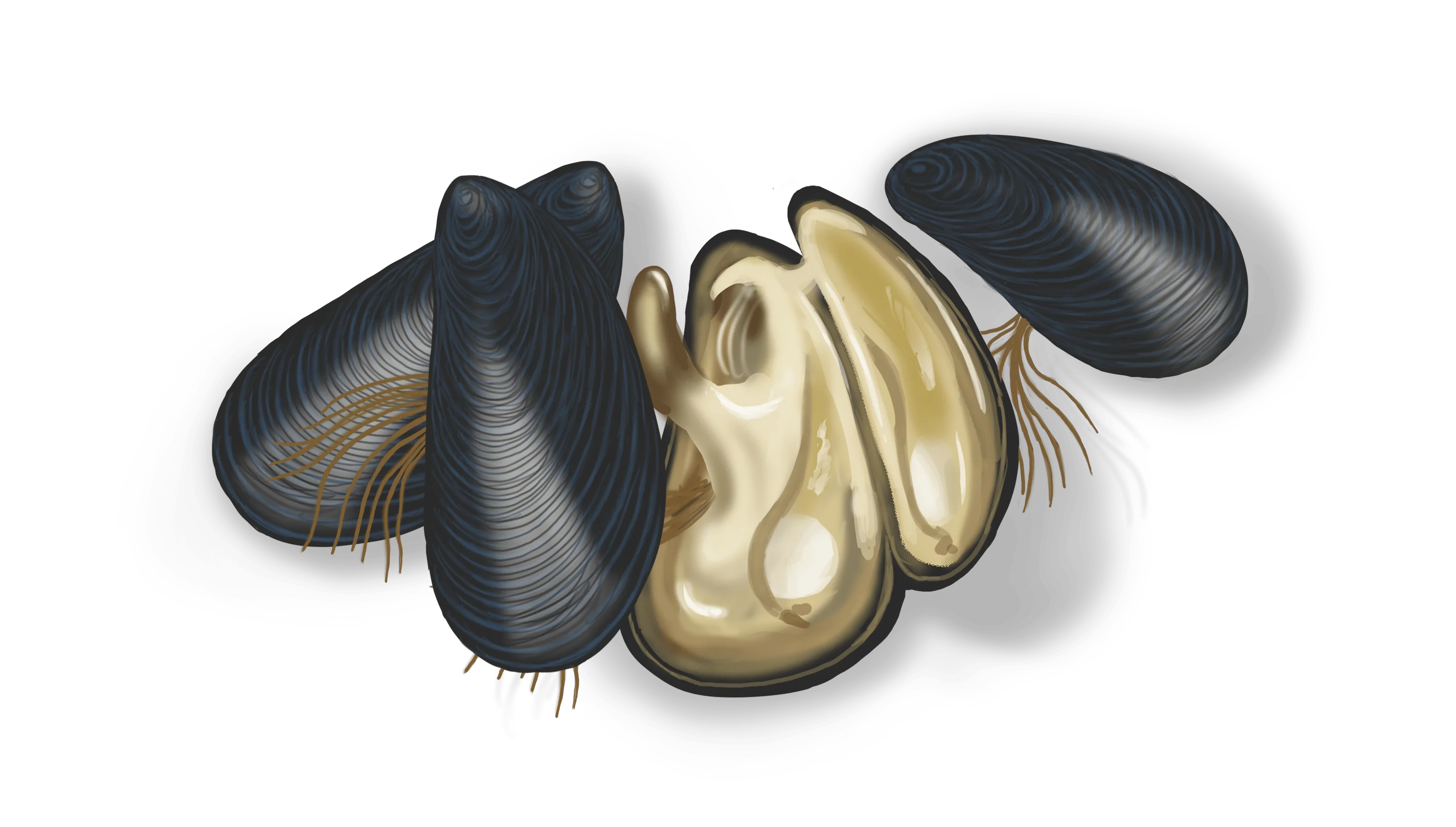 Colour illustration of three closed mussels and one open.
