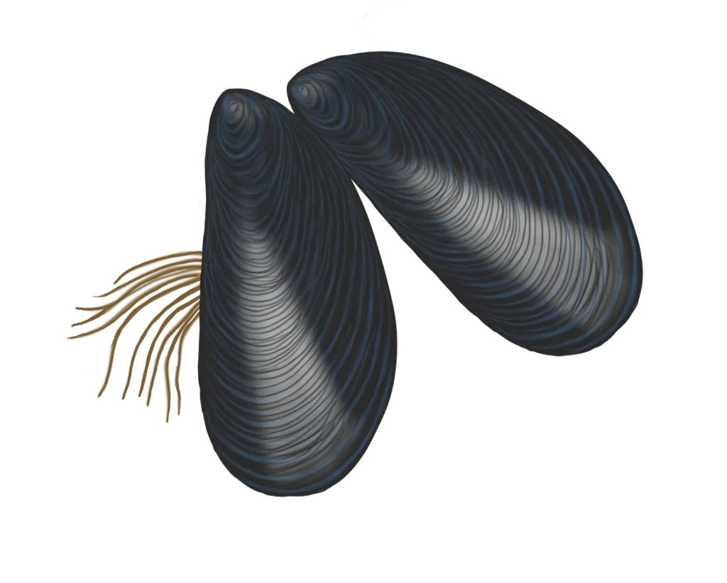 Colour illustration of two mussels.