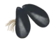 Colour illustration of two mussels.