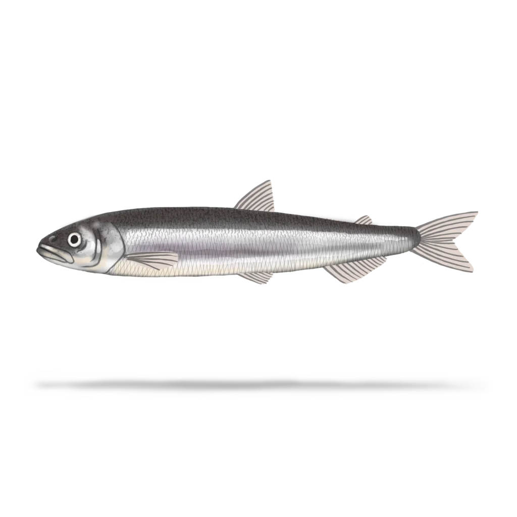 Colour illustration of a rainbow smelt.
