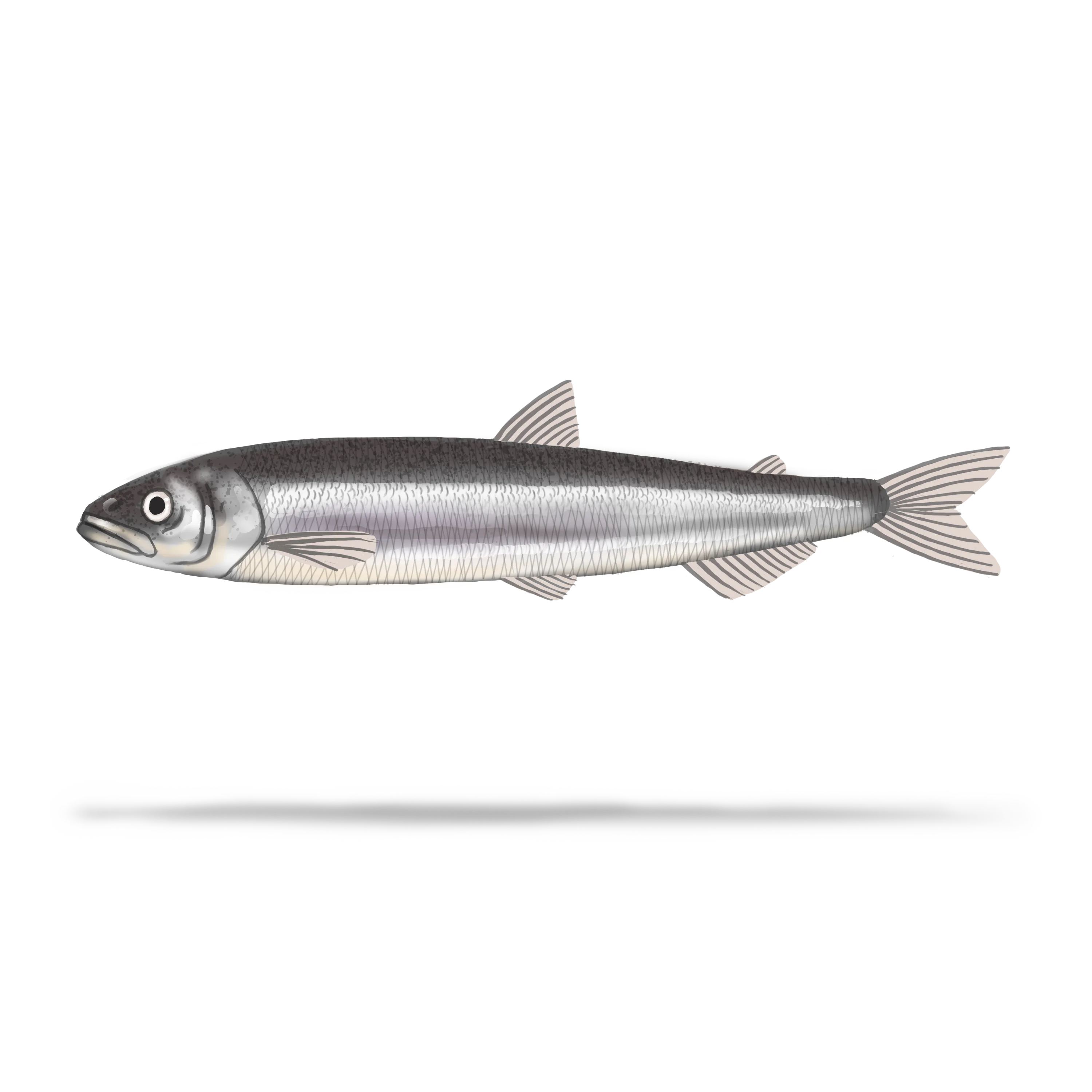 Illustration couleur d'un éperlan arc-en-ciel.