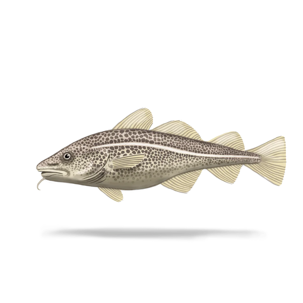 Colour illustration of an Atlantic cod.