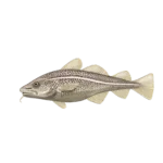 Colour illustration of an Atlantic cod.