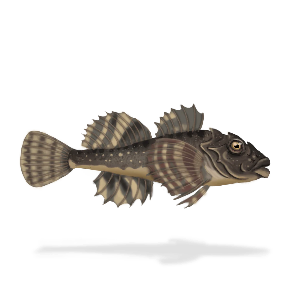 Colour illustration of a sculpin.
