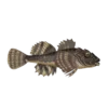 Colour illustration of a sculpin.
