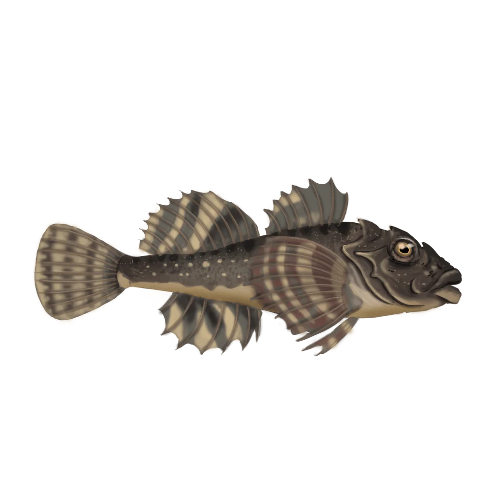 Colour illustration of a sculpin.