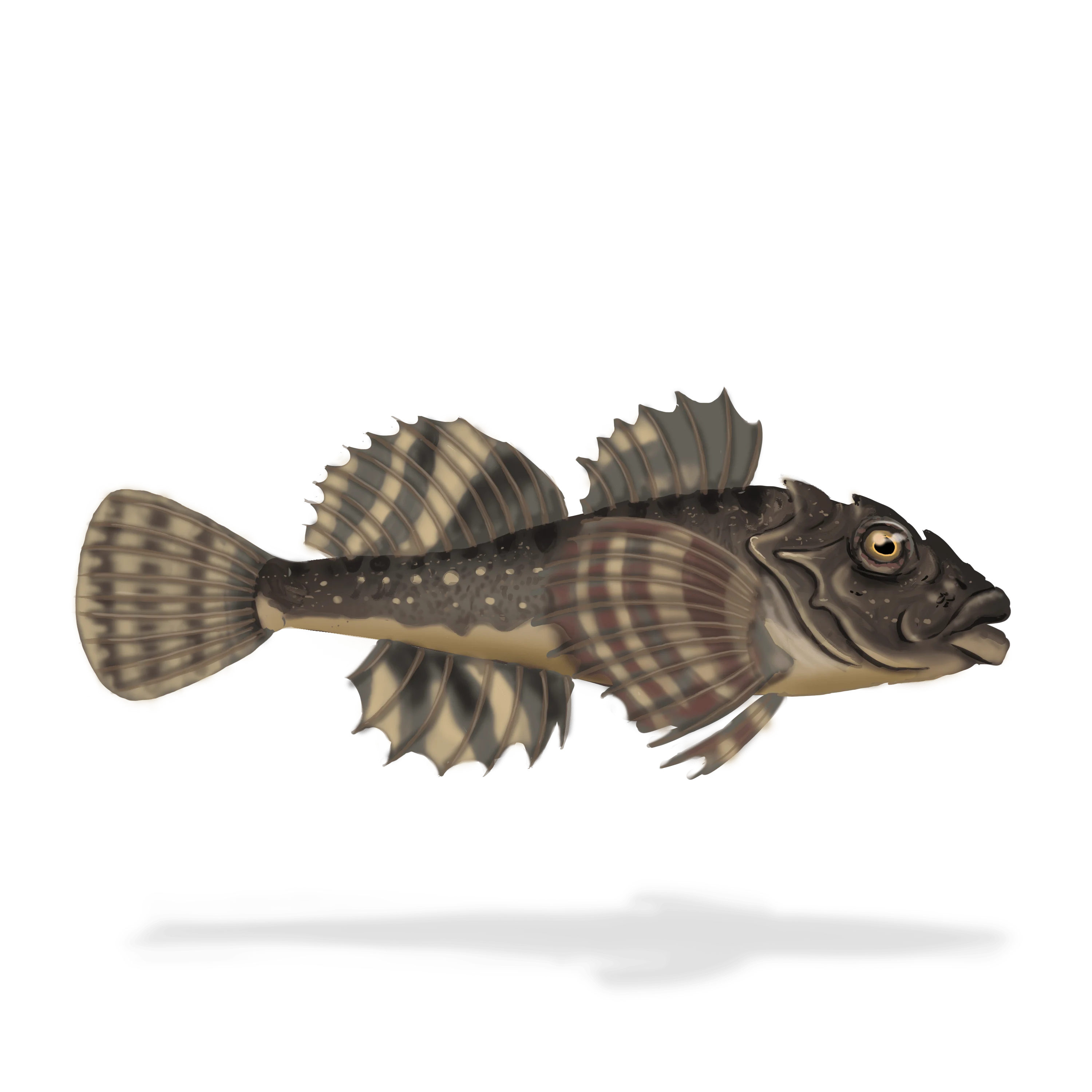 Colour illustration of a sculpin.