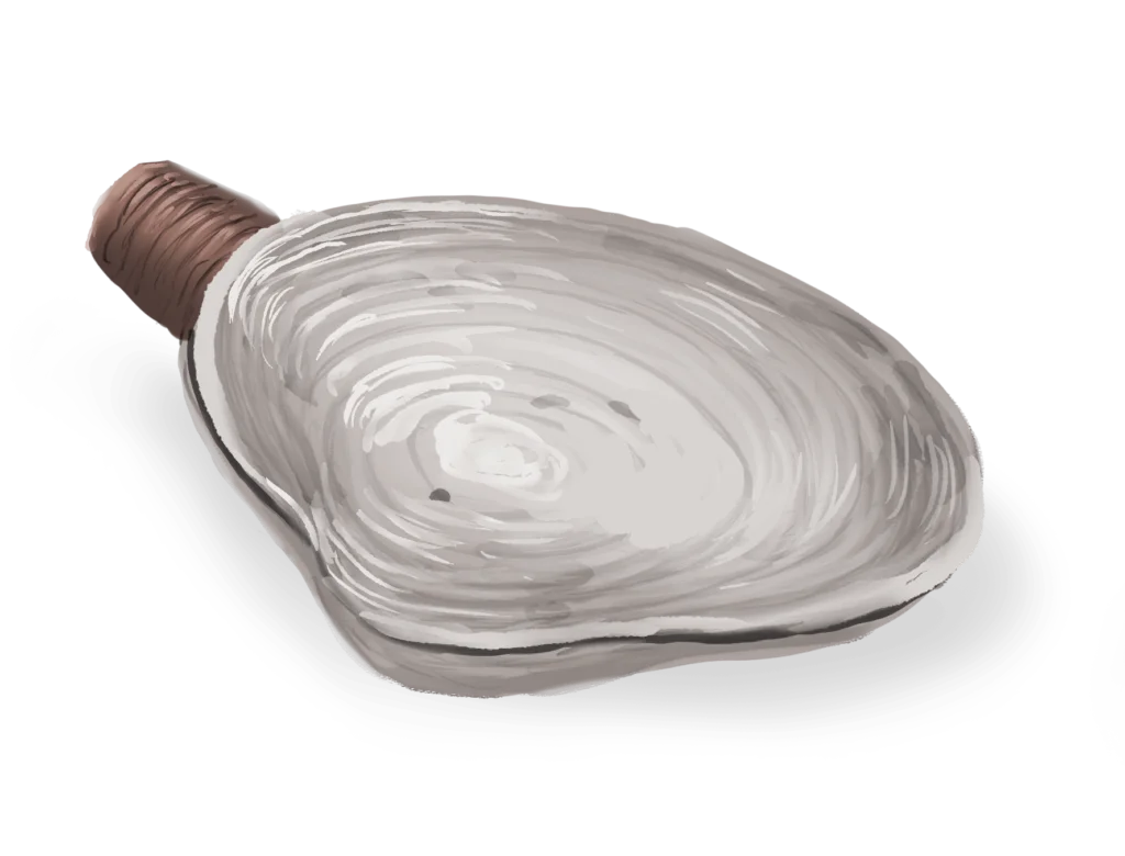 Colour illustration of a softshell clam.