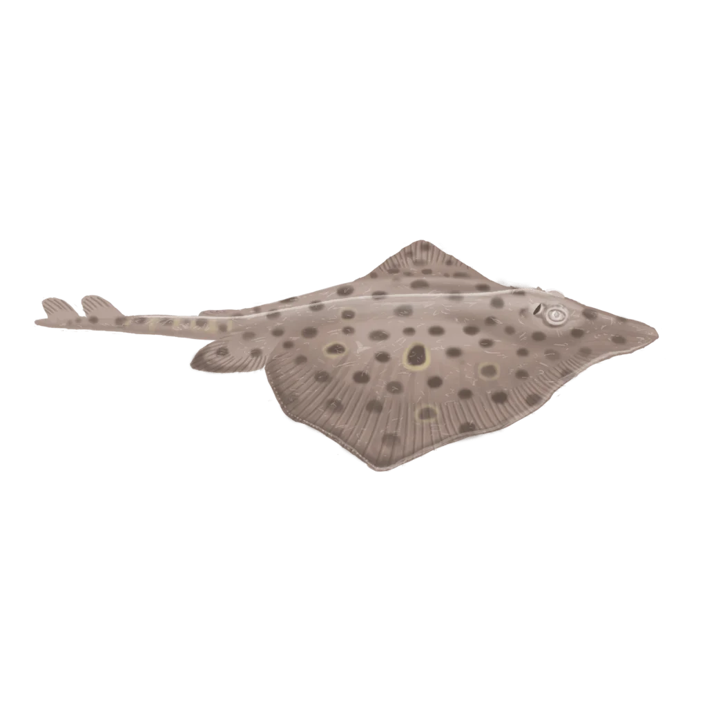 Colour illustration of a barndoor skate.