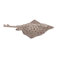 Colour illustration of a barndoor skate.