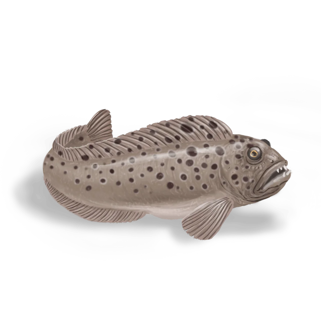 Colour illustration of a spotted wolffish.