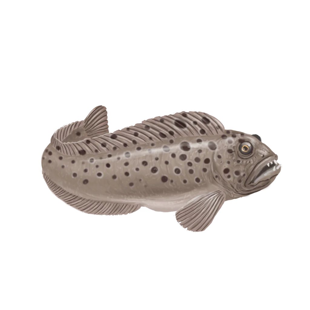 Colour illustration of a spotted wolffish.