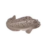 Colour illustration of a spotted wolffish.