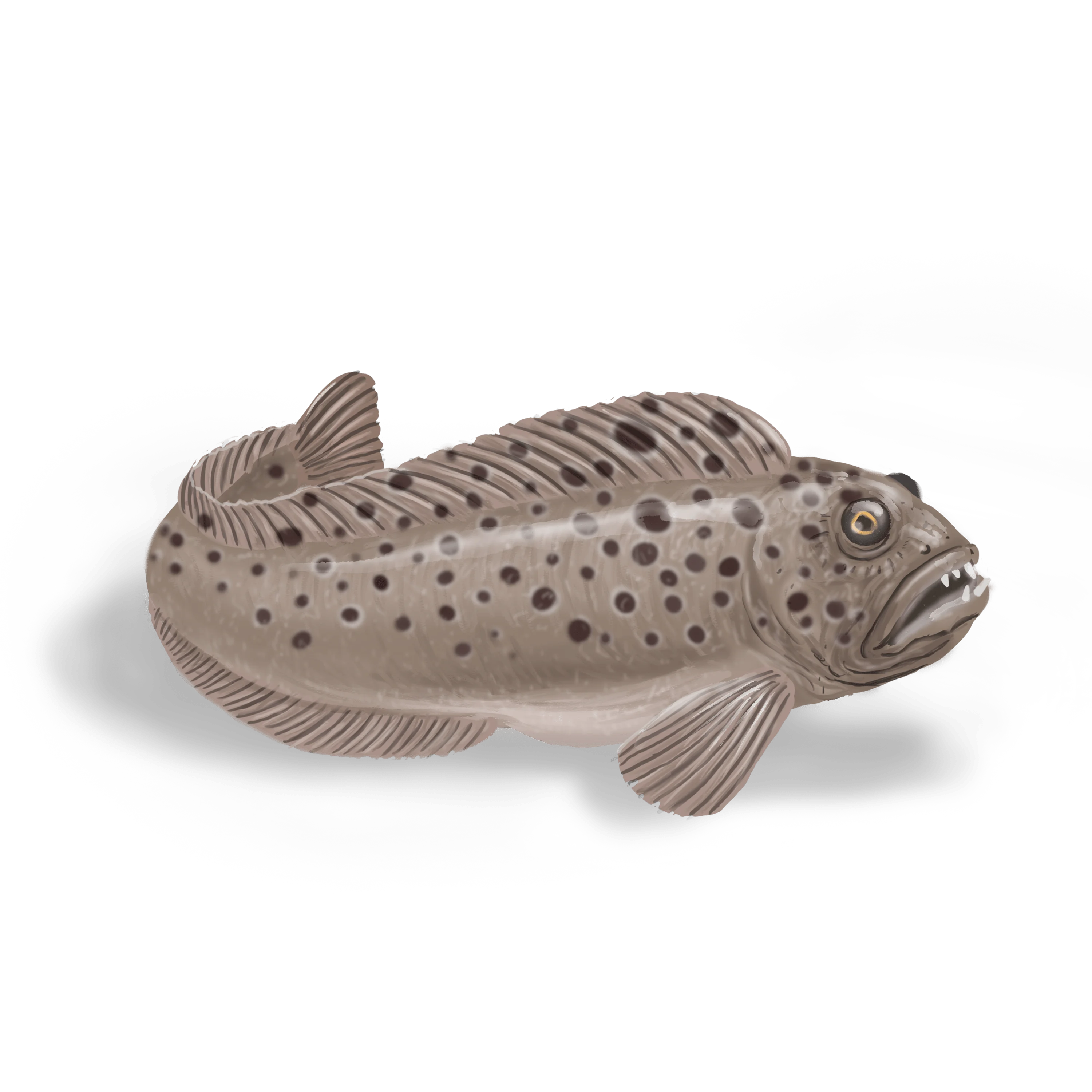 Colour illustration of a spotted wolffish.