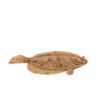Colour illustration of a winter flounder.