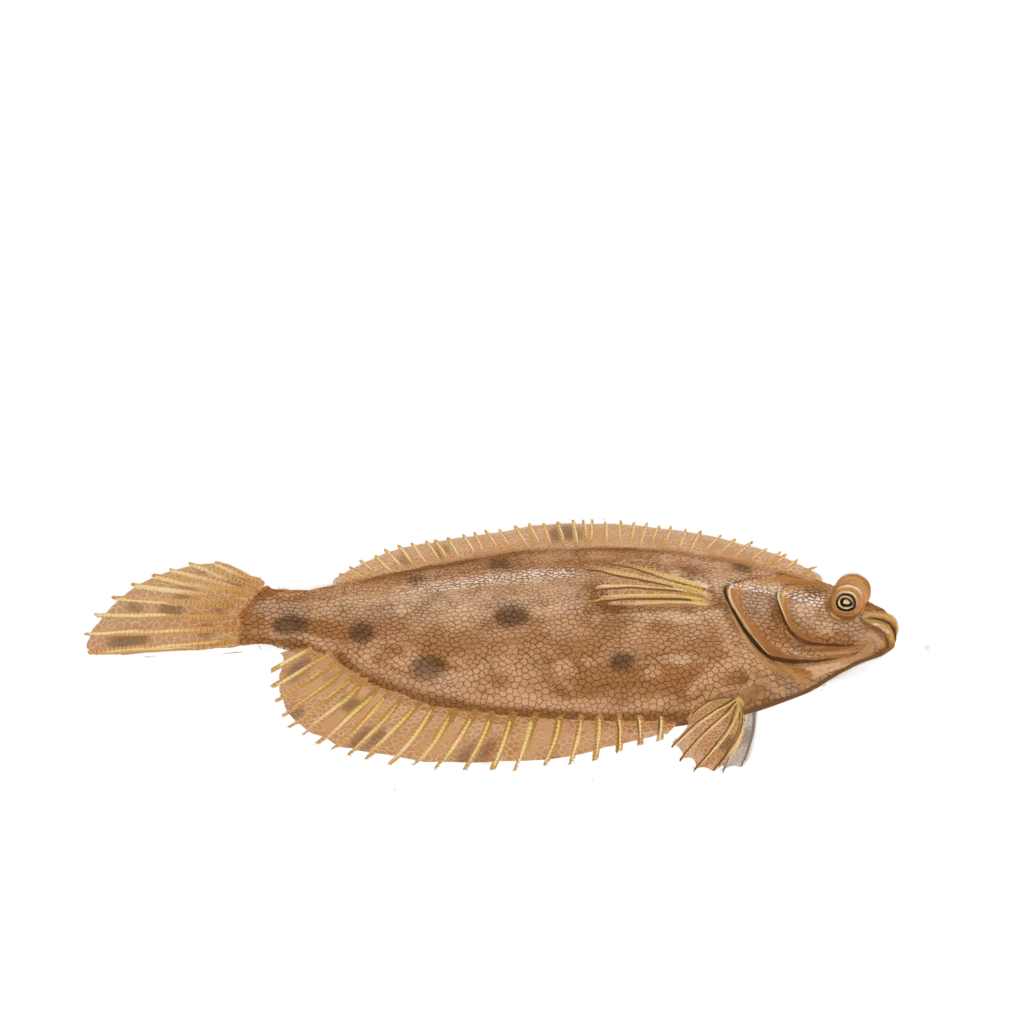 Colour illustration of a winter flounder.